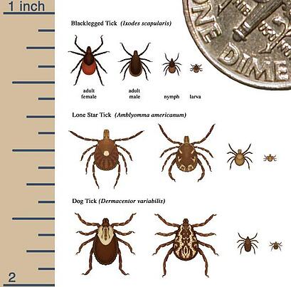 What diseases can ticks transmit? What can a tick bite end?