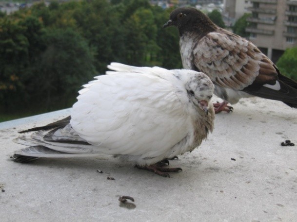 What diseases do pigeons carry?