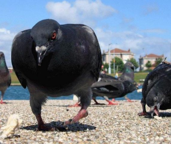 What diseases do pigeons carry?