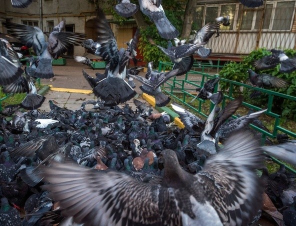 What diseases do pigeons carry?