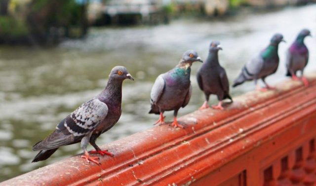 What diseases do pigeons carry?