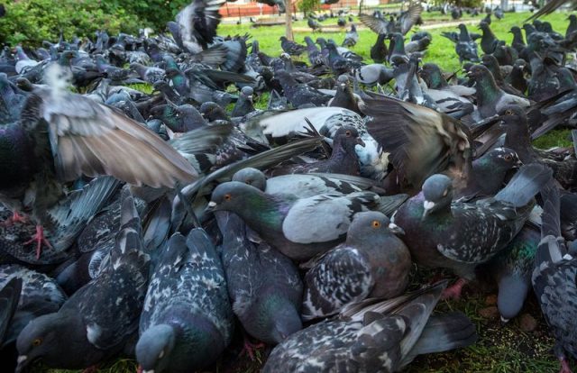 What diseases do pigeons carry?