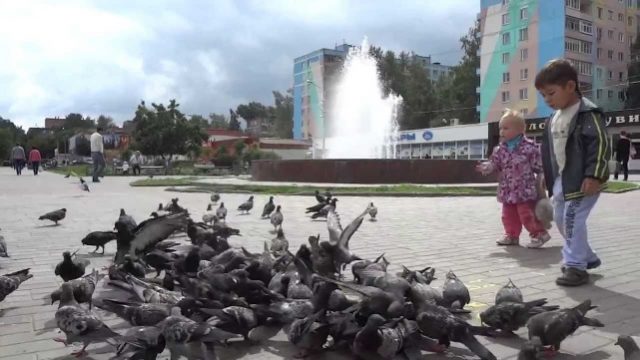 What diseases do pigeons carry?