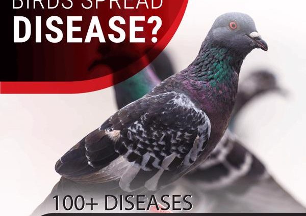 What diseases do pigeons carry?