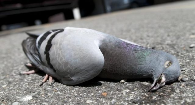 What diseases do pigeons carry?