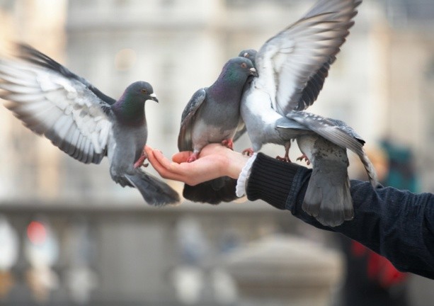 What diseases do pigeons carry?