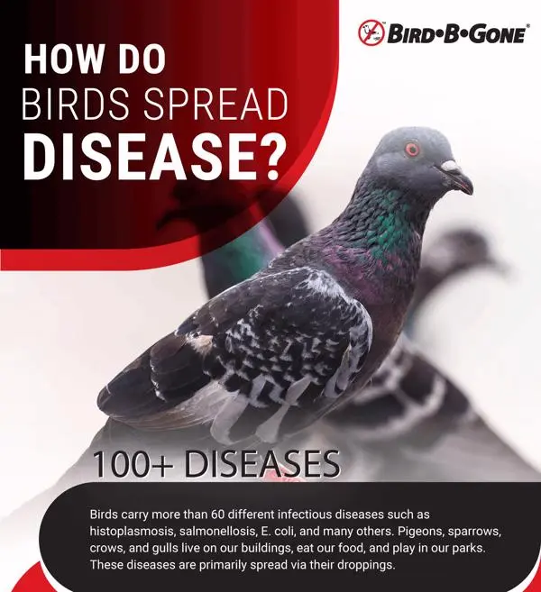 What diseases do pigeons carry?