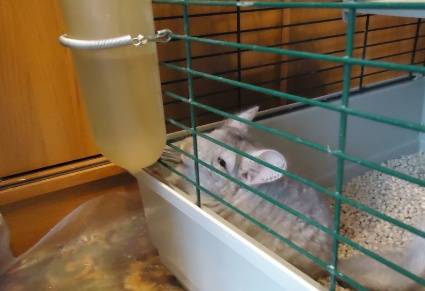 What do chinchillas eat at home