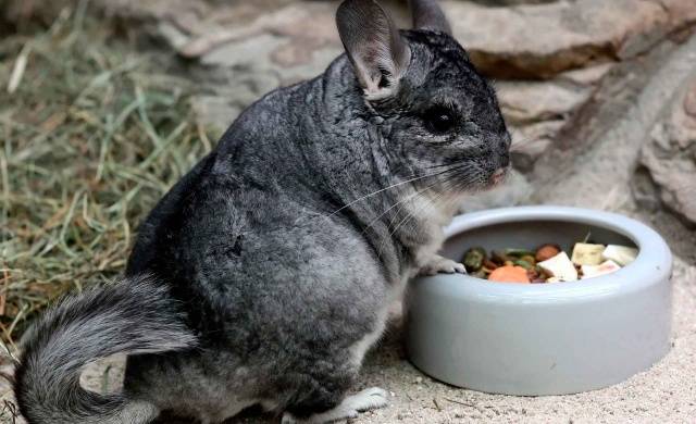 What do chinchillas eat at home