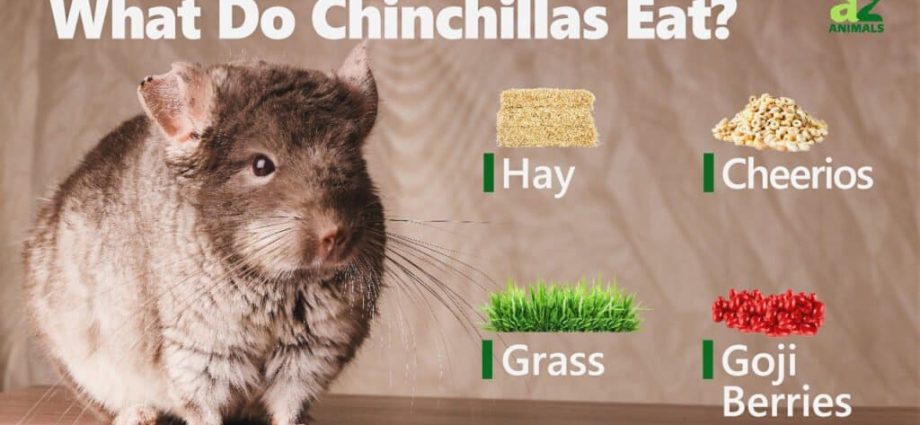 What do chinchillas eat at home