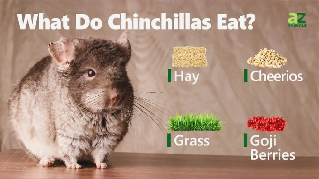 What do chinchillas eat at home