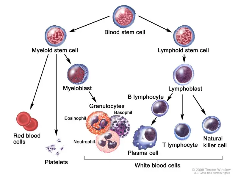 What do elevated lymphocytes mean?