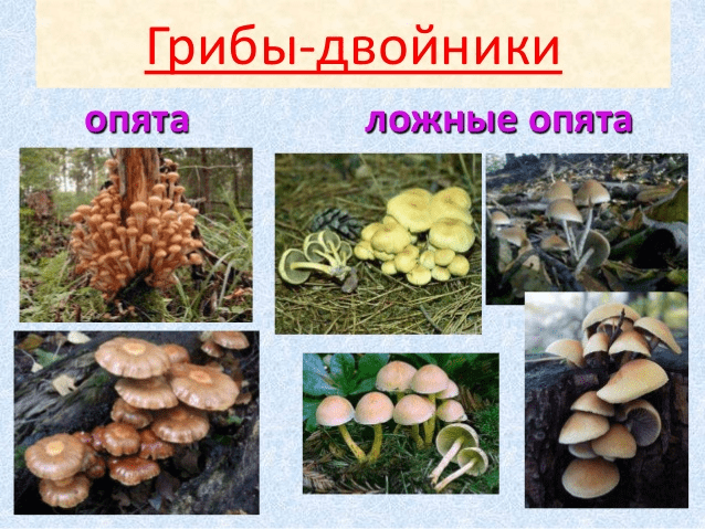 What do false mushrooms look like