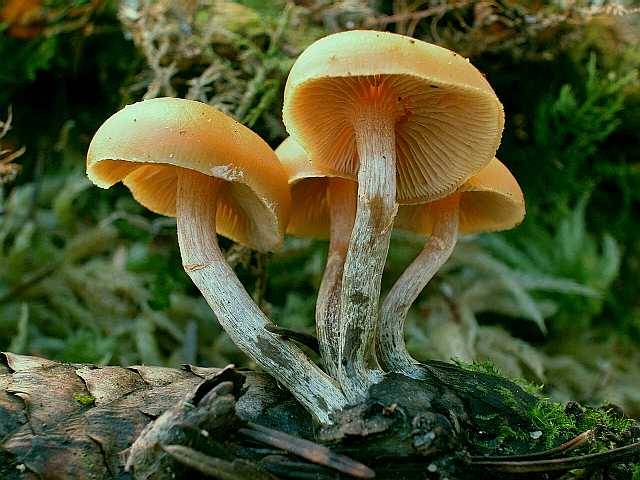 What do false mushrooms look like