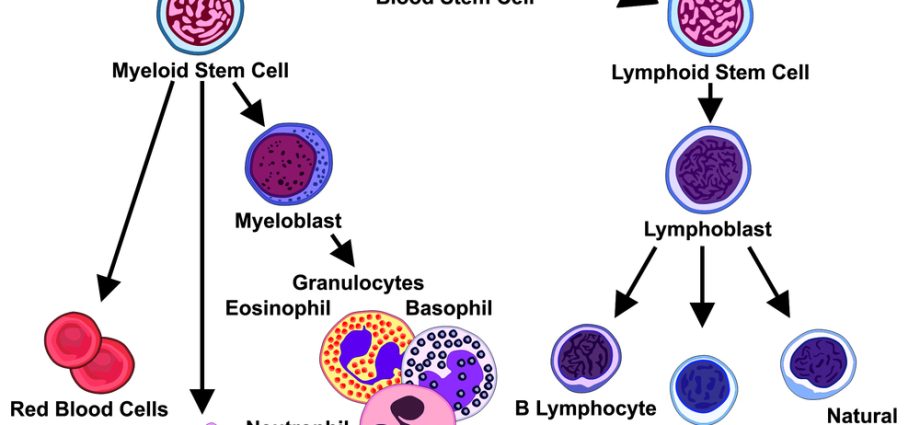 What do immature granulocytes mean?