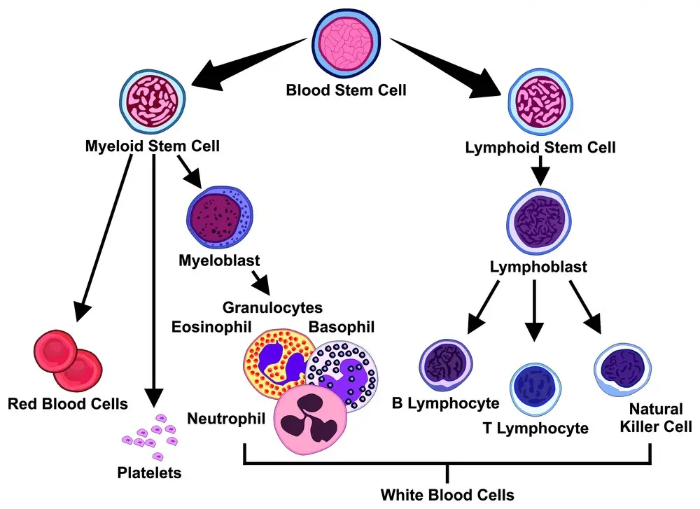 What do immature granulocytes mean?