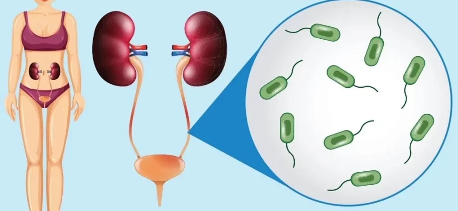 What do low leukocytes in pregnancy show?