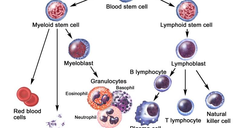 What do lymphocytes below normal mean?