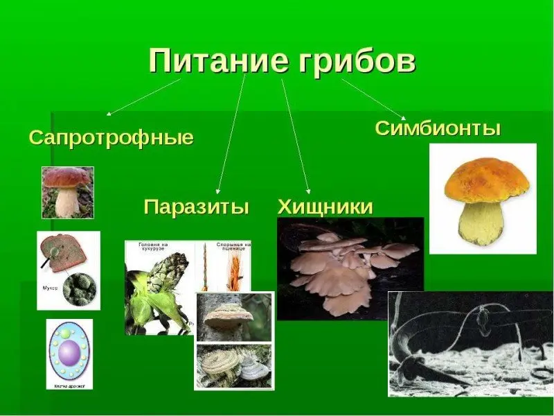 What do mushrooms eat