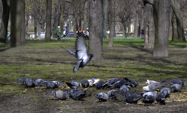 What do pigeons eat and how to feed them properly