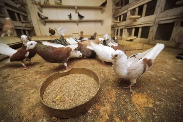 What do pigeons eat and how to feed them properly