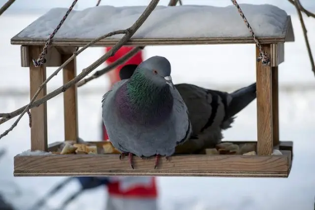 What do pigeons eat and how to feed them properly