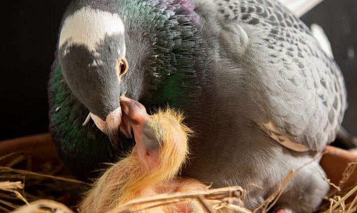 What do pigeons eat and how to feed them properly