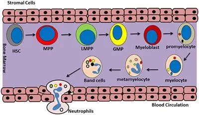 What do sub-segmented granulocytes mean?