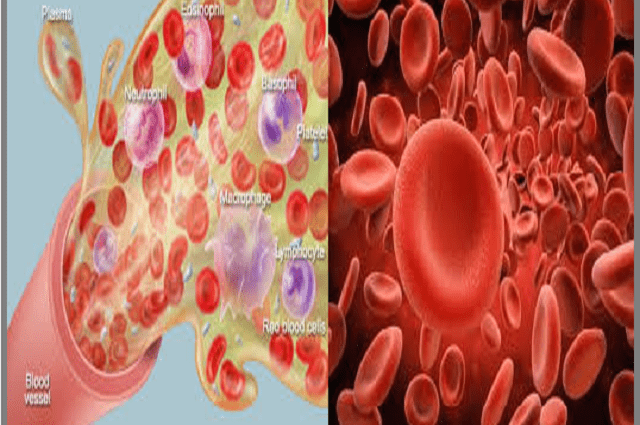 What do you know about blood? GENERAL KNOWLEDGE TEST. See if you can do it! [QUIZ]