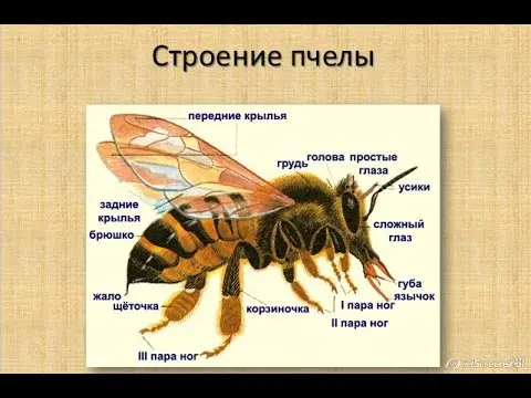 What does a bee look like