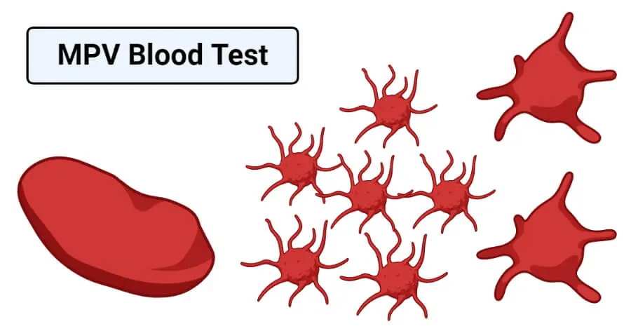 What does a high MPV score in morphology mean?