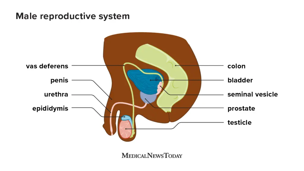 What does a lump on the testicle show?