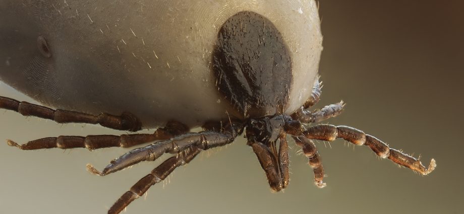 What does a tick look like? [WE EXPLAIN]