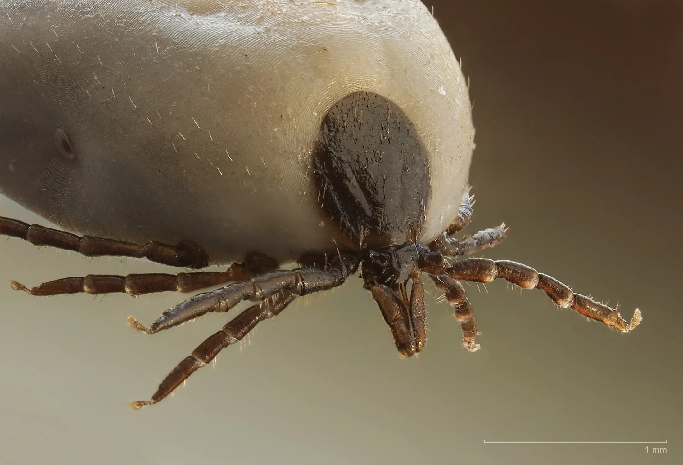 What does a tick look like? [WE EXPLAIN]