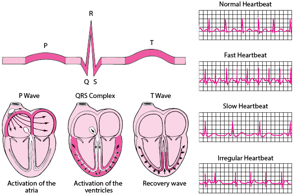 What does an uneven heartbeat show? The doctor explains