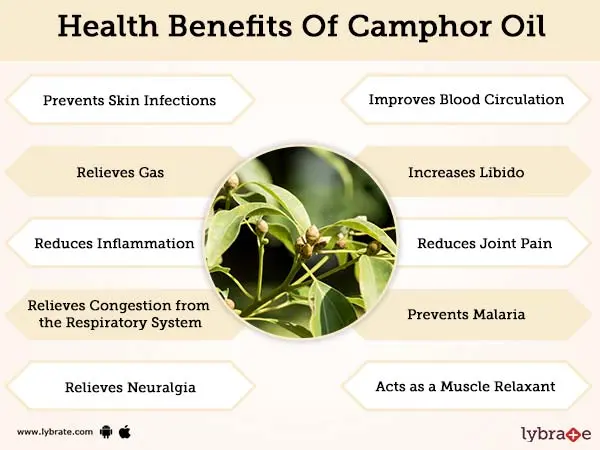 What does camphor oil work for? Properties, application, side effects