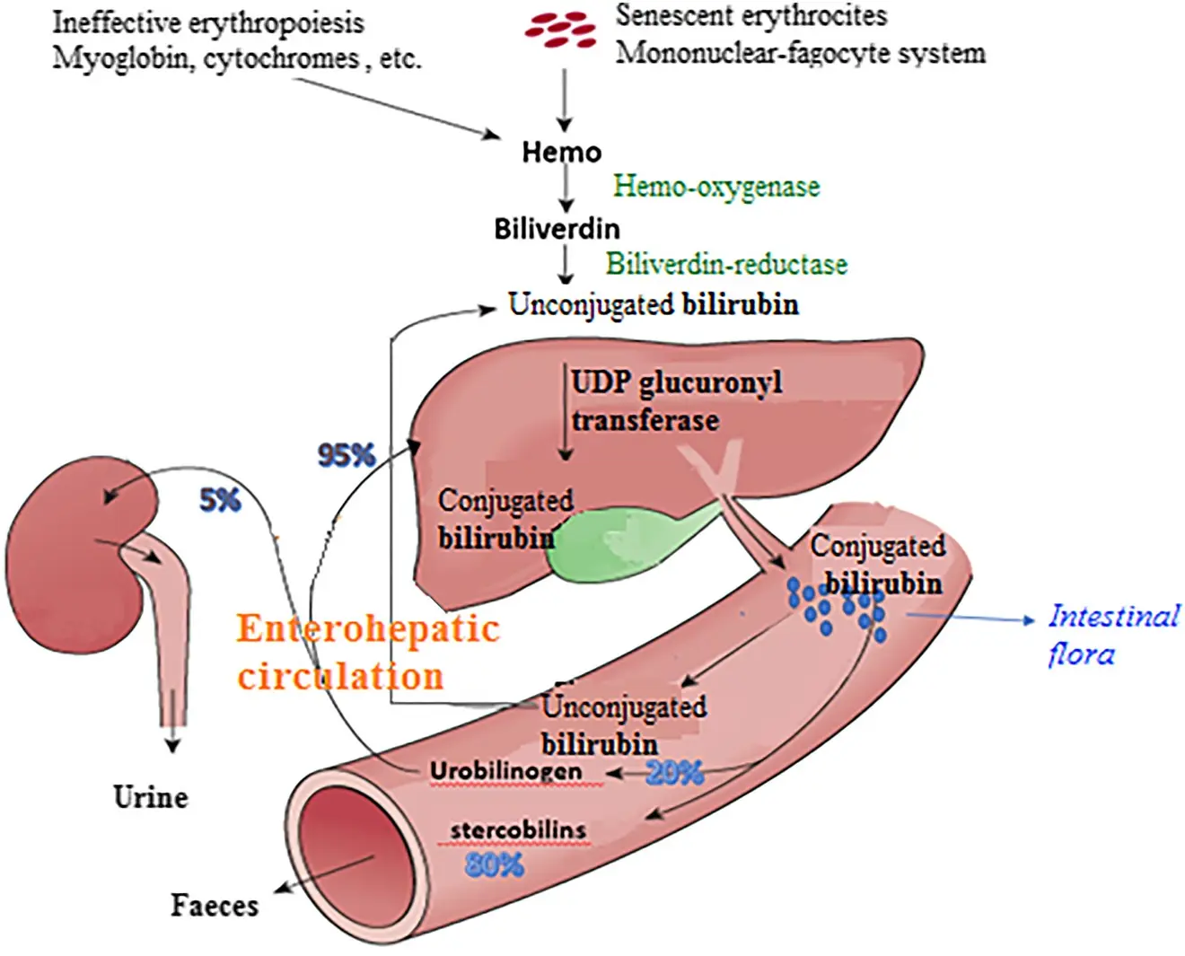 What does elevated bilirubin show?