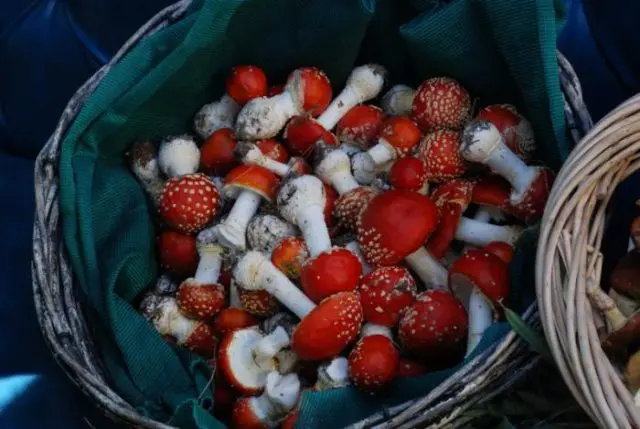 What does fly agaric treat with alcohol: healing properties of tincture, reviews