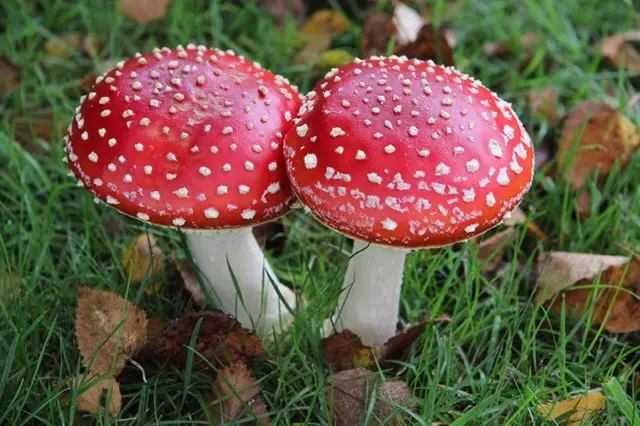 What does fly agaric treat with alcohol: healing properties of tincture, reviews