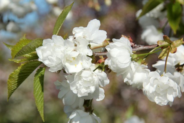 What does it look like when cherry blossoms