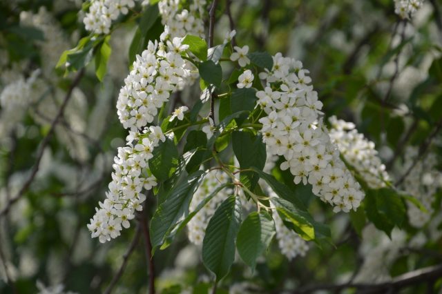 What does it look like when cherry blossoms