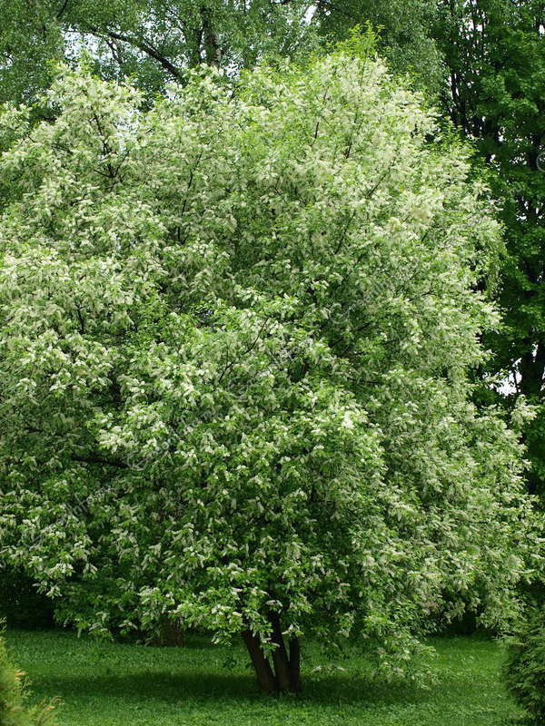 What does it look like when cherry blossoms