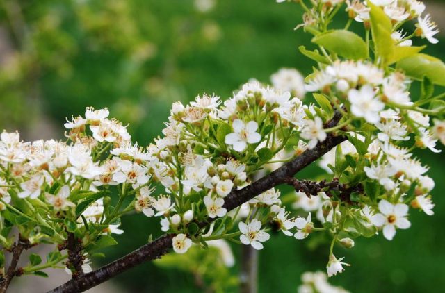 What does it look like when cherry blossoms