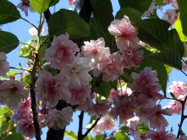 What does it look like when cherry blossoms