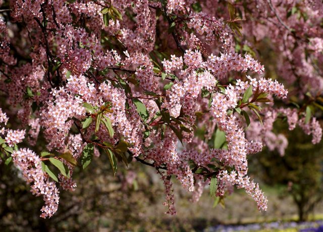 What does it look like when cherry blossoms