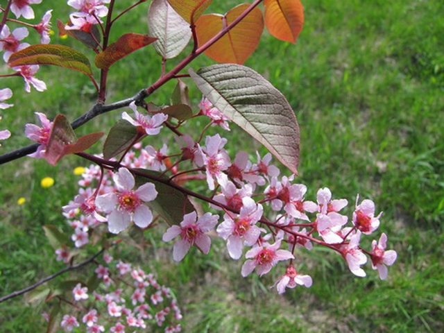 What does it look like when cherry blossoms