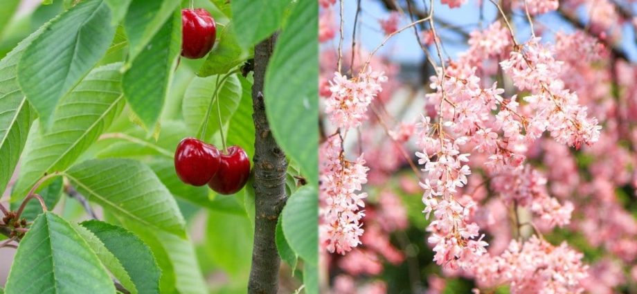 What does it look like when cherry blossoms