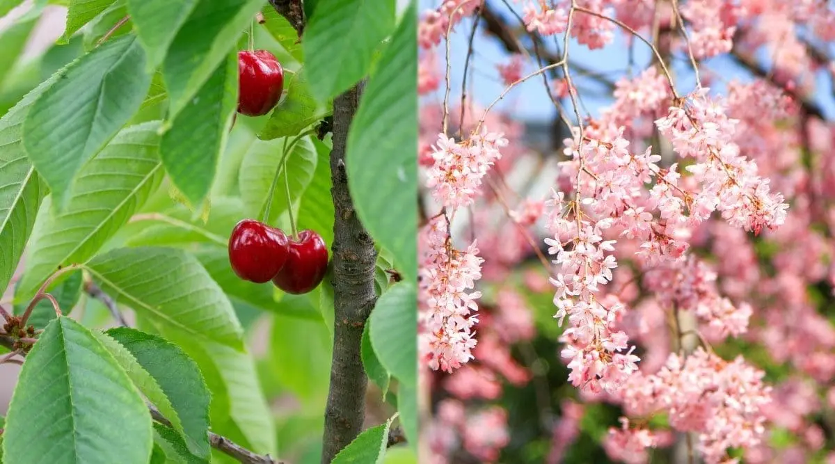 What does it look like when cherry blossoms