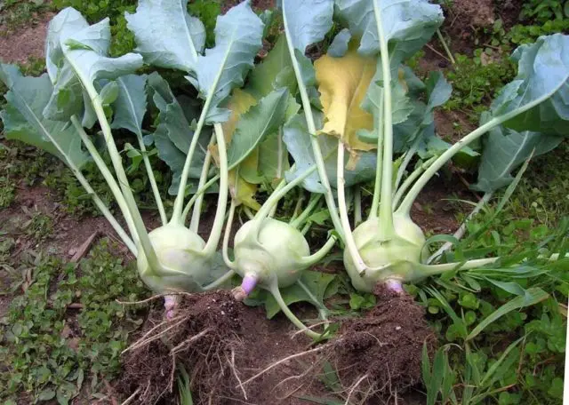 What does kohlrabi cabbage look like: photos and descriptions of the best varieties