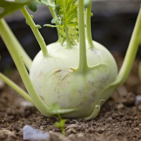 What does kohlrabi cabbage look like: photos and descriptions of the best varieties